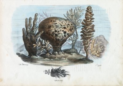 スポンジ、1863-79 作： Raimundo Petraroja